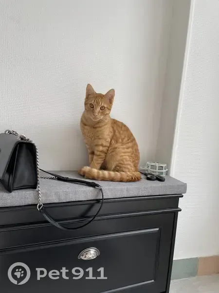 Chaton roux Liger disparu à Angerville - photo
