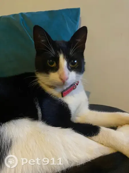 Chat noir et blanc perdu à Pierrelaye - photo