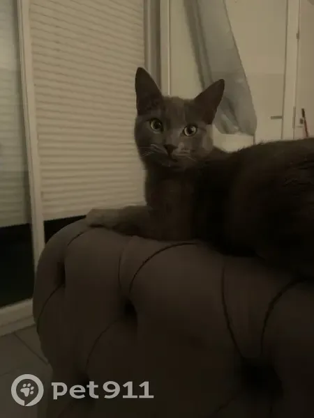 Chaton gris perdu à Meyzieu - photo