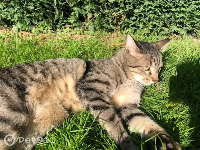Chat gris tigré perdu à Saint-Germain - photo