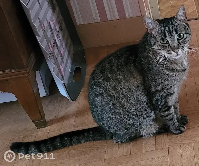 Chat tigré de 13 ans perdu à Niort - photo