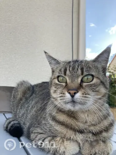 Chatte Lila tatouée perdue - photo