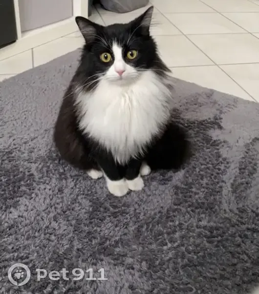 Chat perdu - Contactez-moi! - photo