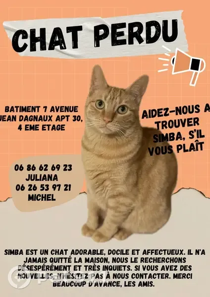 Simba, Chat Roux Perdu à Toulouse - photo