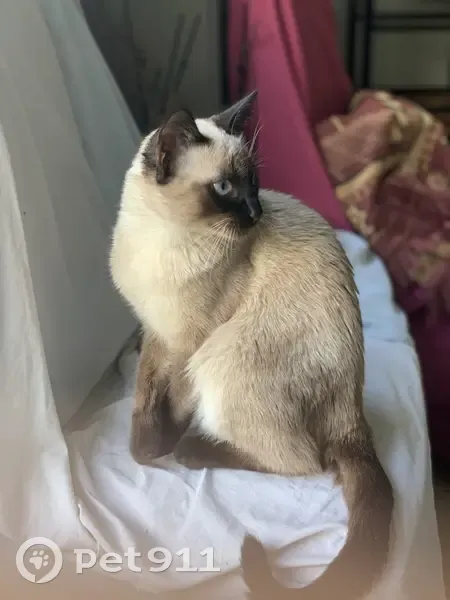 Chat siamois perdu à Colombes - photo
