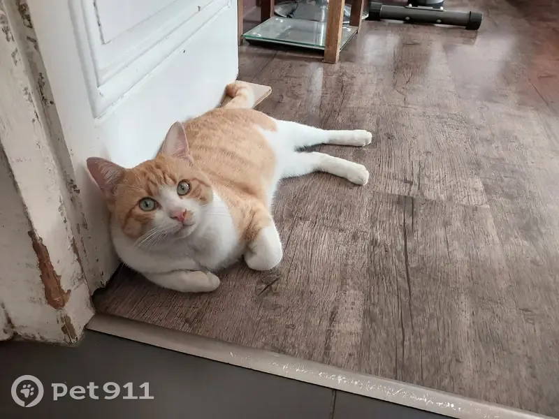 Chat roux et blanc perdu - photo