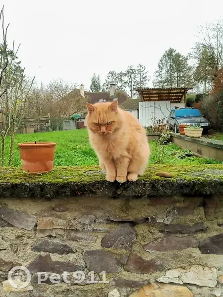 Chat Capucin perdu à Argelès - photo