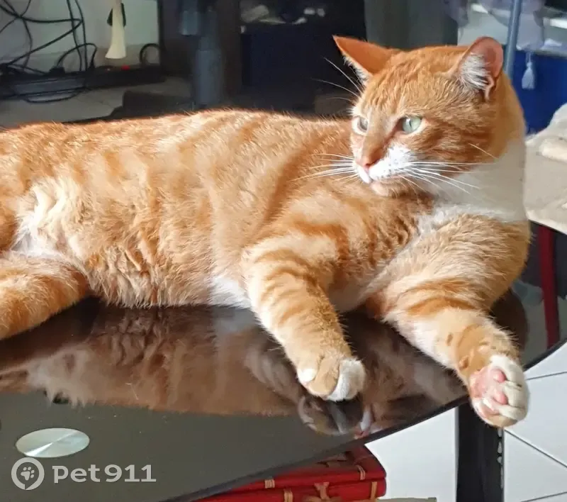 Chat roux et blanc perdu à Finhan - photo