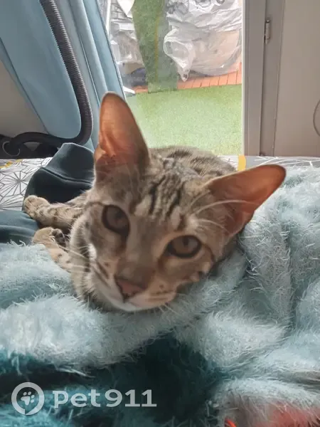 Chat mâle trouvé à Labège - photo