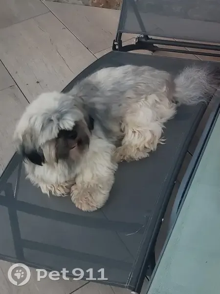 Taz, Lhassa apso perdu, Lécousse - photo