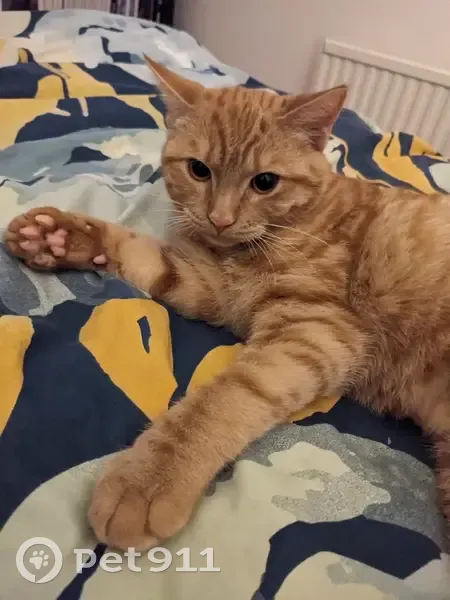 Chaton roux perdu à Châteauneuf - photo