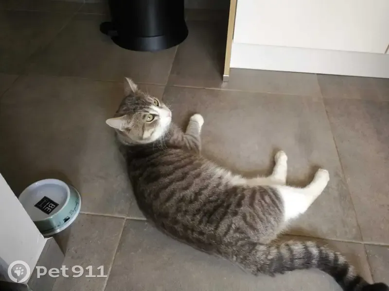Chat européen gris disparu à Mûrs-Erigné - photo