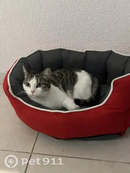 Chat blanc-gris perdu à Loyettes - photo