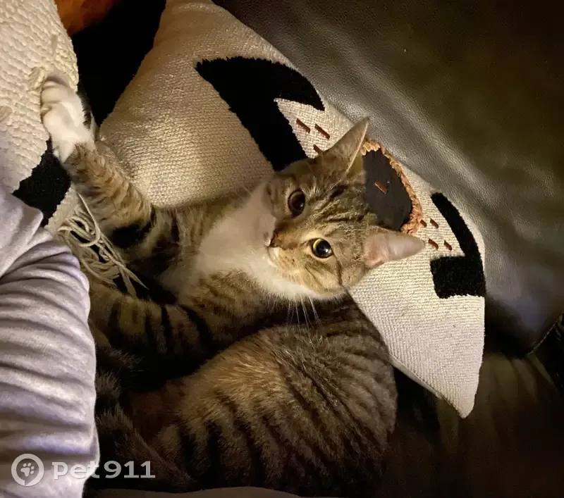 Chat tigré trouvé à Roubaix - photo