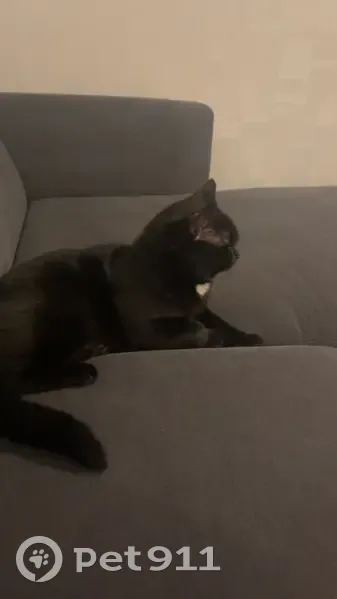Chat Noir/Blanc Perdu à Fournas - photo
