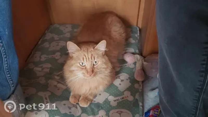 Chat roux perdu à Agde - photo