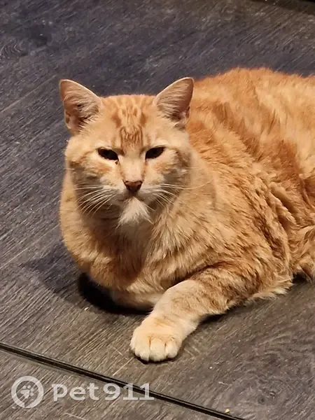 Chat roux âgé perdu - Le Luot - photo