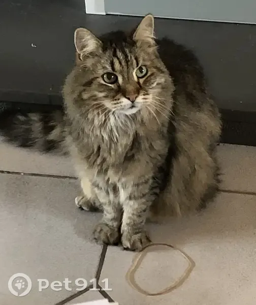 Chat âgé Balou perdu à Saint-Chamond - photo