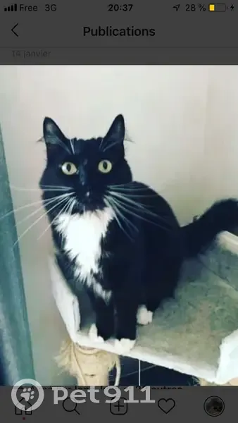 Mozart, chat noir et blanc perdu - photo