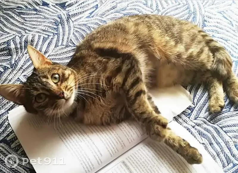 Chat disparu Fille (fl487886) - photo