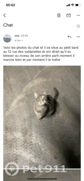 Chatte grise adopte garage - photo