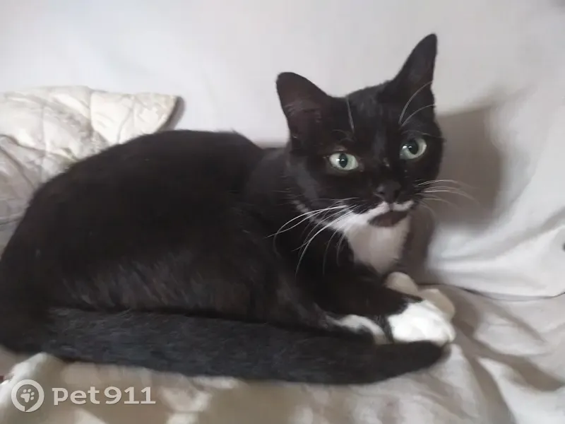 Chatte noire et blanche perdue - photo