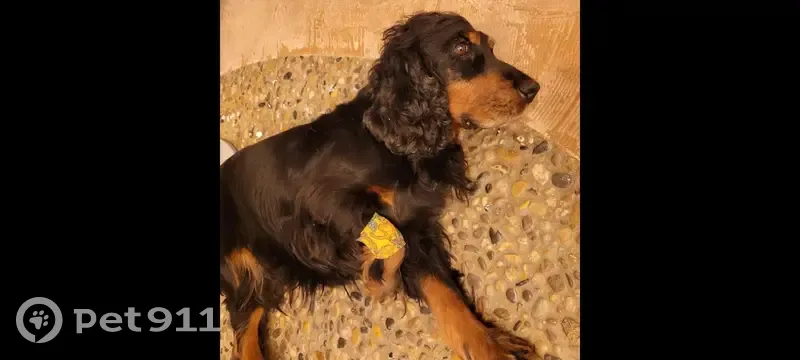 Chien Jazz perdu - Cocker noir - photo
