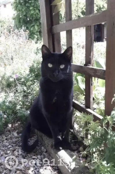 Chat perdu près de l'Étoile - photo