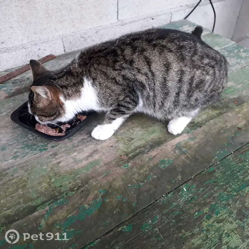 Chat perdu trouvé à Montrond - photo