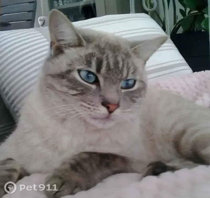 Chat disparu après coup de feu - photo