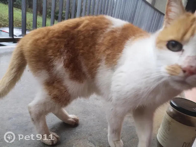 Chat blanc/roux perdu à Besançon - photo