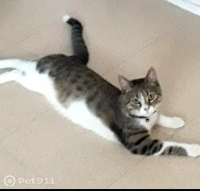 Chat SCAR gris/blanc perdu - Aidez-nous! - photo