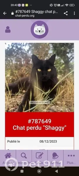 Chat tatoué perdu à Ménigoute - photo