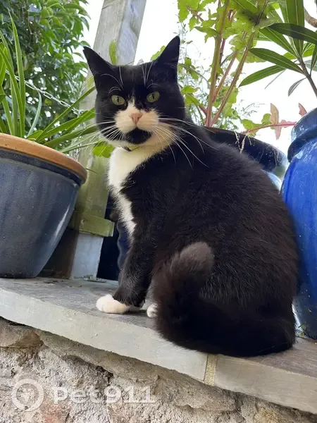 Chatte noire perdue à Ploubazlanec - photo