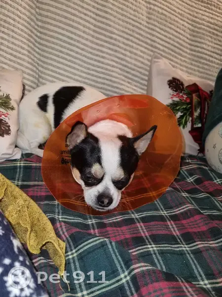 Chihuahua Nino perdu - Urgent! - photo