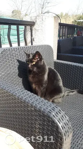 Réglisse, chatte noire perdue - photo