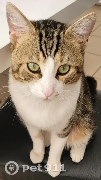 Chat tigré perdu à Montdidier - photo