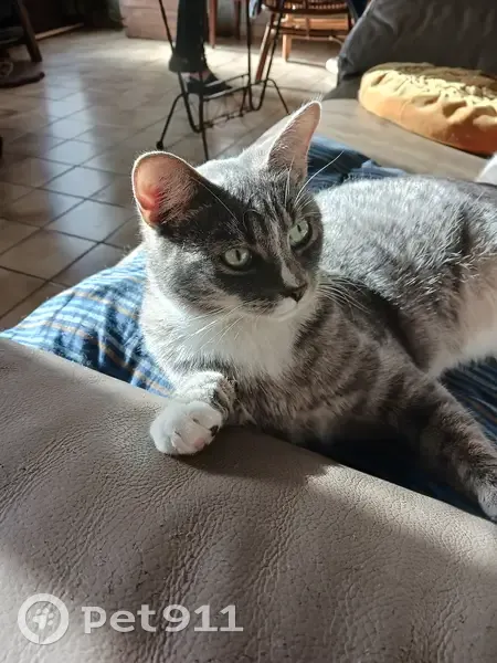 Chat gris perdu sur toit école - photo