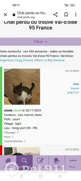 Chat tigré trouvé à Cergy - photo
