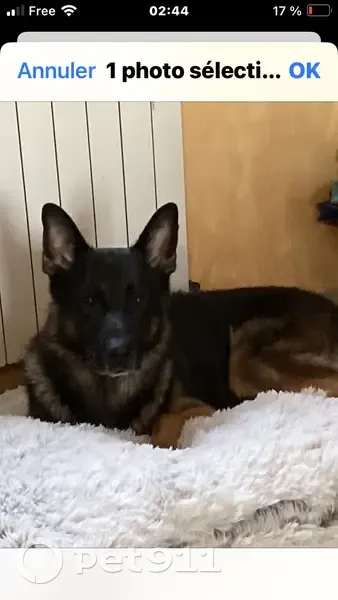 Berger Allemand Oscar Perdu - photo