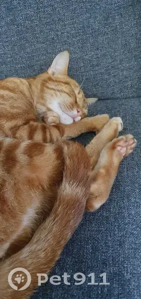 Rushu, chat roux perdu à Combs - photo