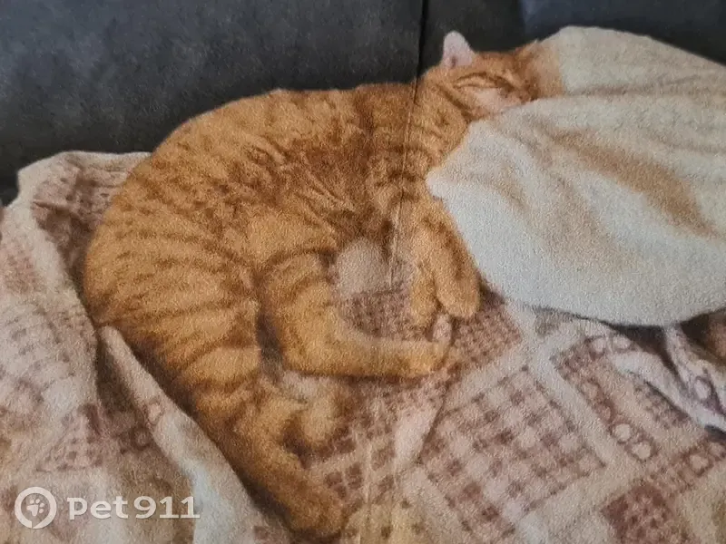 Chat tigré roux perdu à Chorges - photo