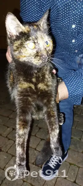 Chaton sociable trouvé à Teillay - photo