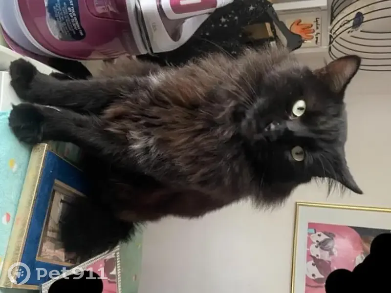 Chat noir disparu à Pamiers - photo