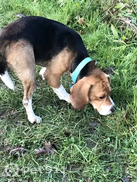 Chien basset perdu à Rennes - photo