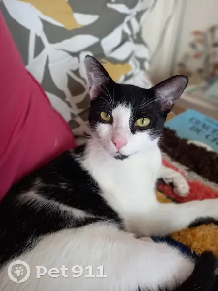Chat noir et blanc perdu à Lyon - photo
