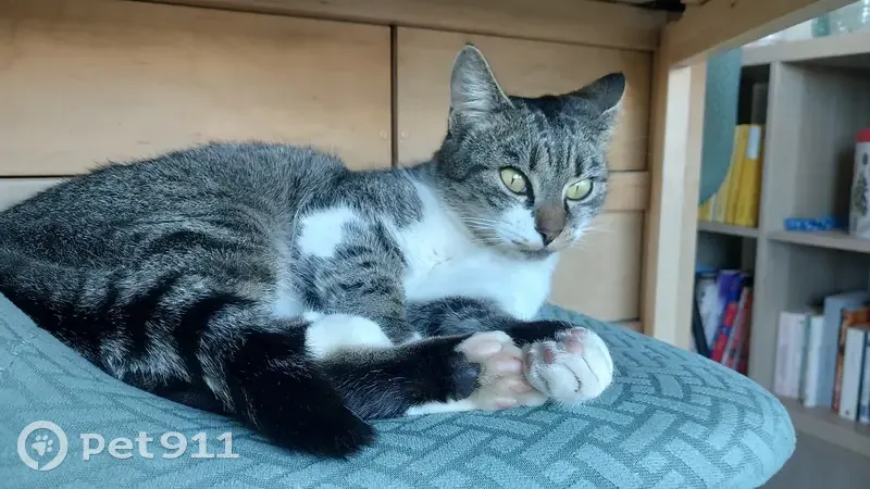 Chatte tigrée perdue à Castelnau - photo
