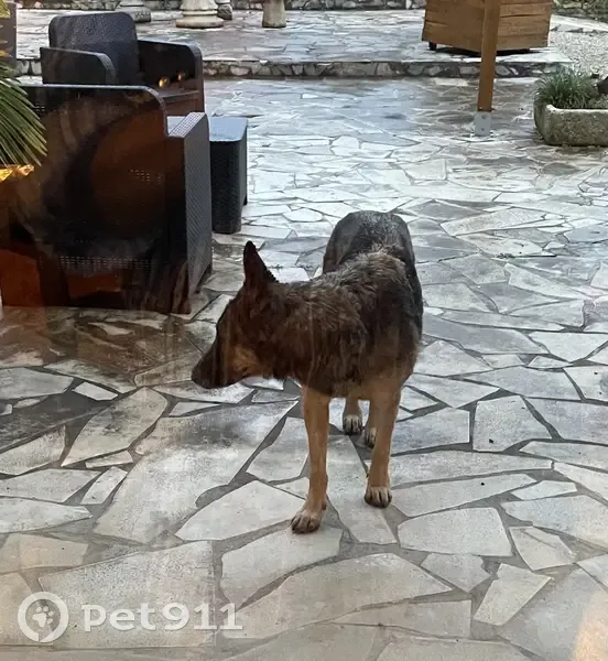 Berger allemand perdu à Laveraët - photo
