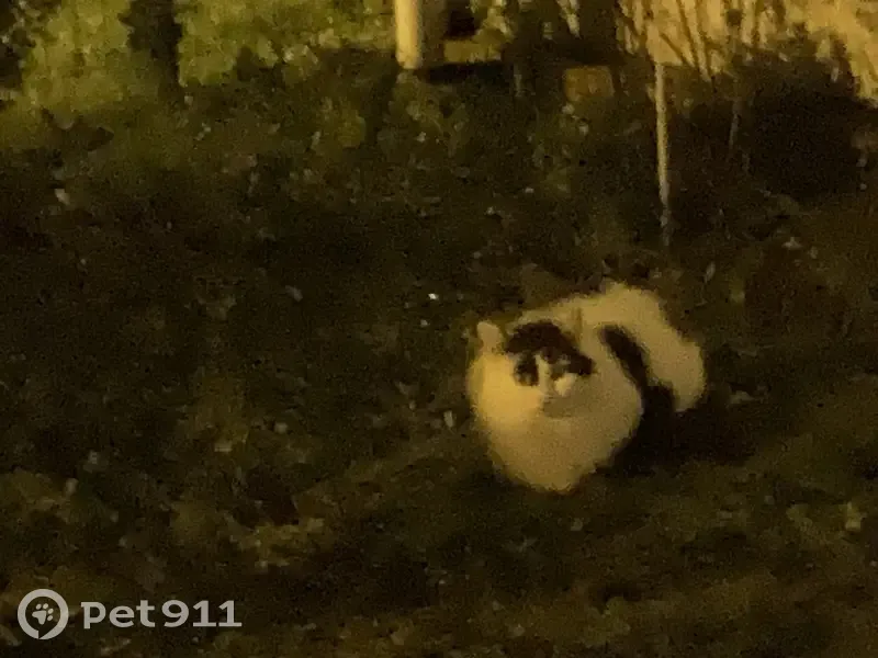 Chat errant à Herblay-sur-Seine - photo