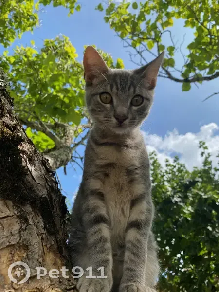 Chaton gris June perdu - 0641039364 - photo
